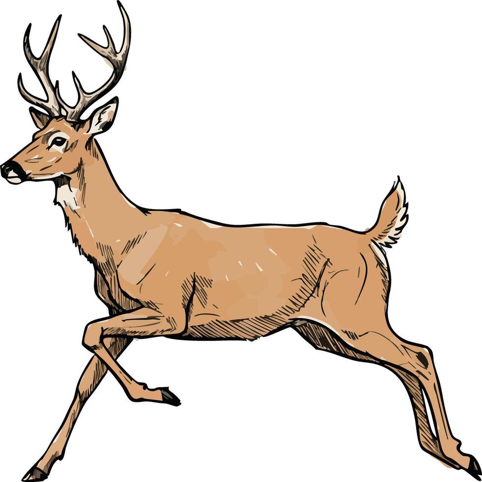 Deer running with antlers detailed illustration in natural wildlife style for nature and animal design projects vector