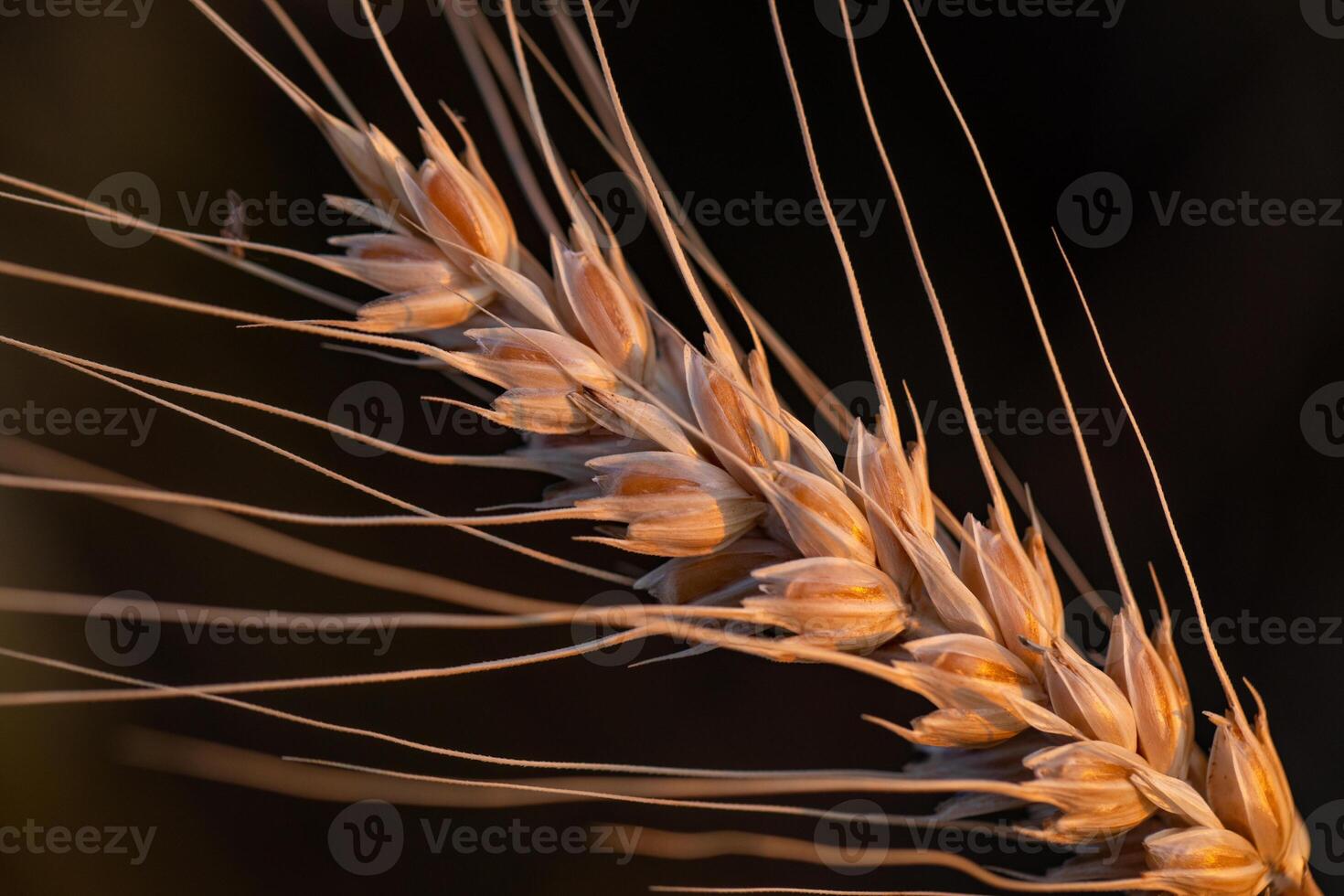 Ears of wheat in the field, close-up, selective focus photo