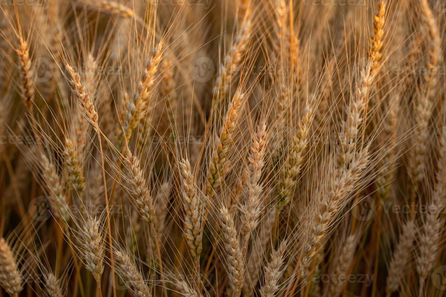 Ears of golden wheat on the field in the rays of the setting sun photo
