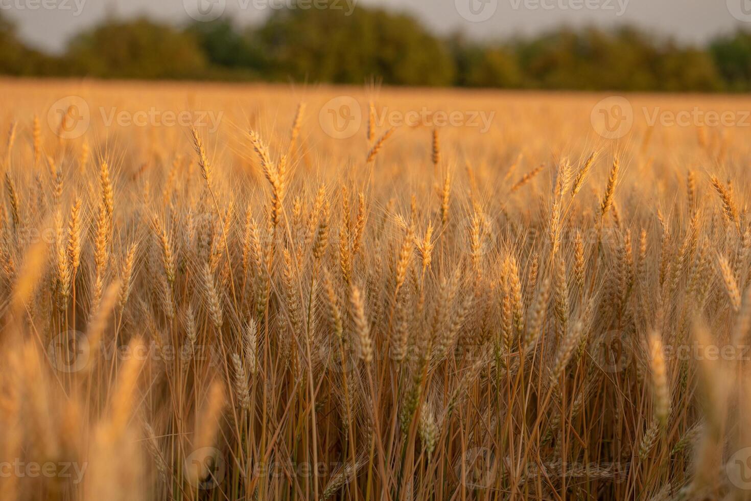 macro photo in the wheat field ready for harvest. Bread is made from wheat grains in golden hour