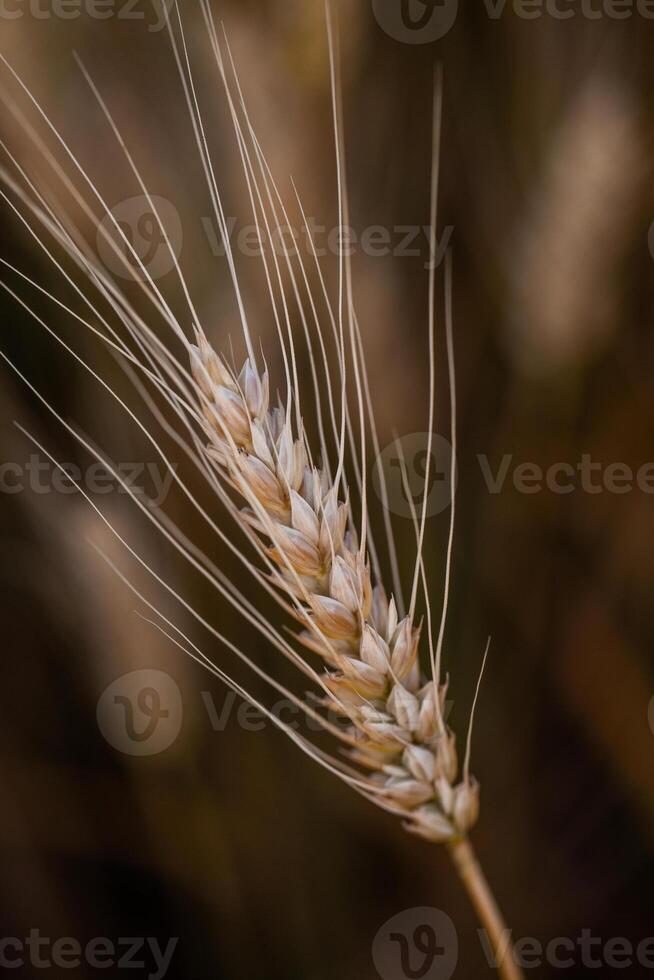 Ears of wheat on a dark background. Close up. photo