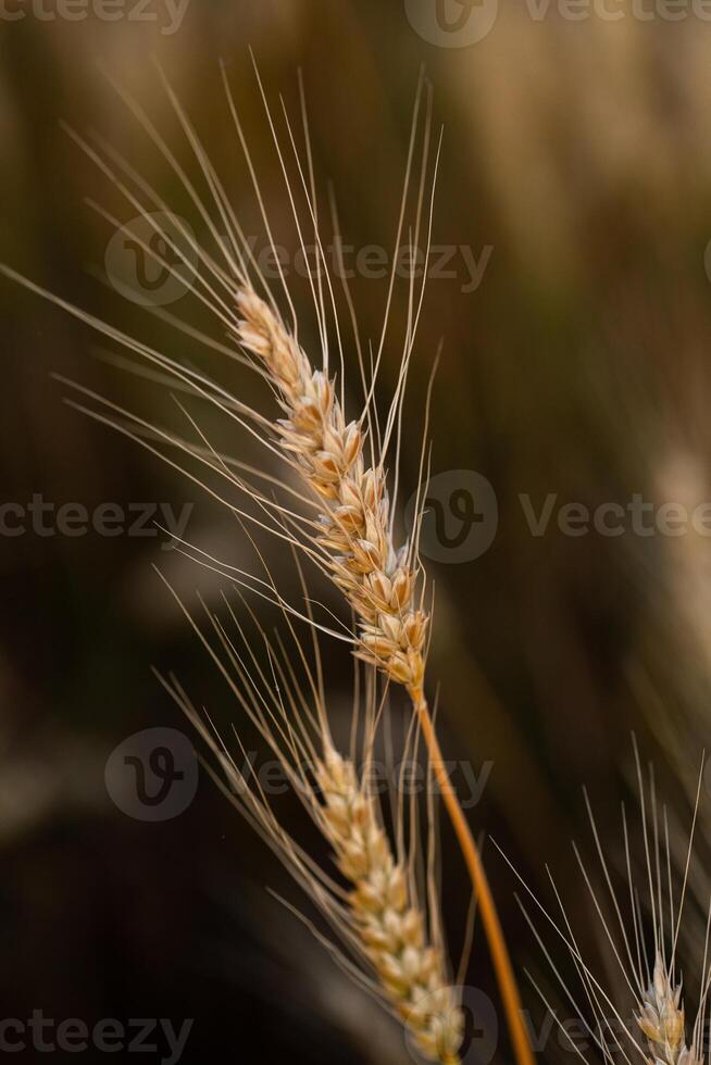 Close up of ears of wheat in the field. Shallow depth of field. photo