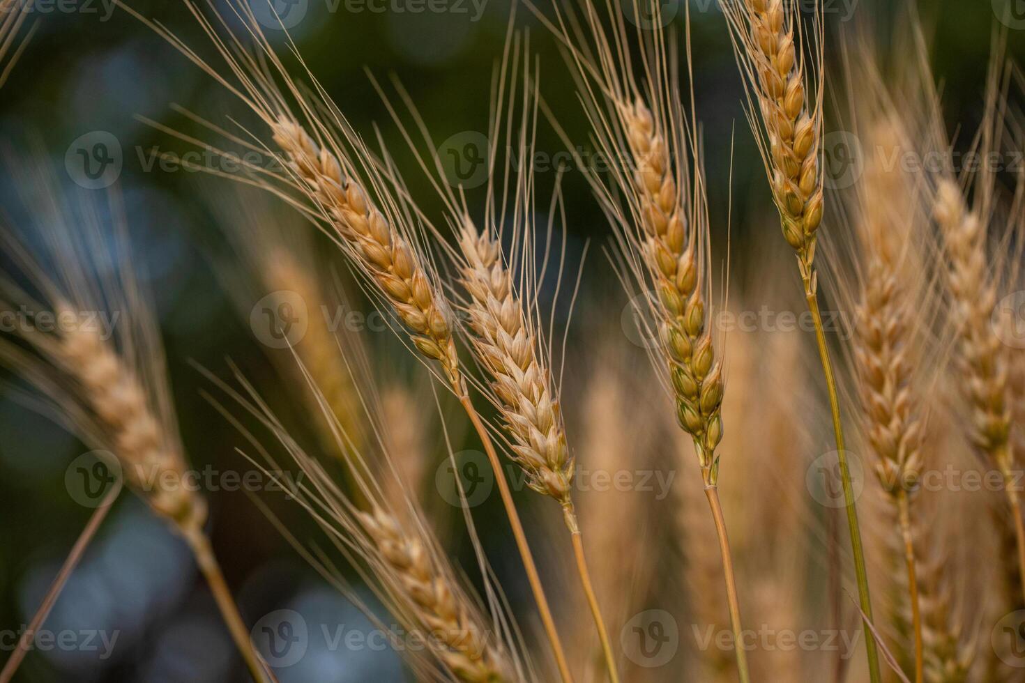 Ears of wheat in the field. Selective focus. Shallow depth of field photo