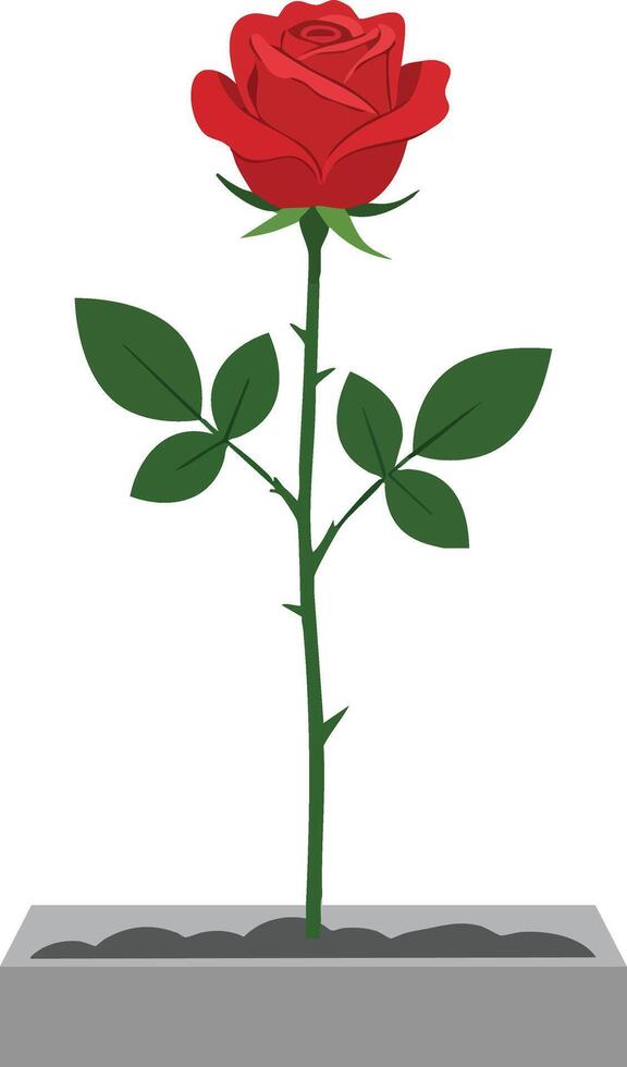 Red rose flower blooming with green leaves in rectangular gray flowerpot isolated on white background illustration vector