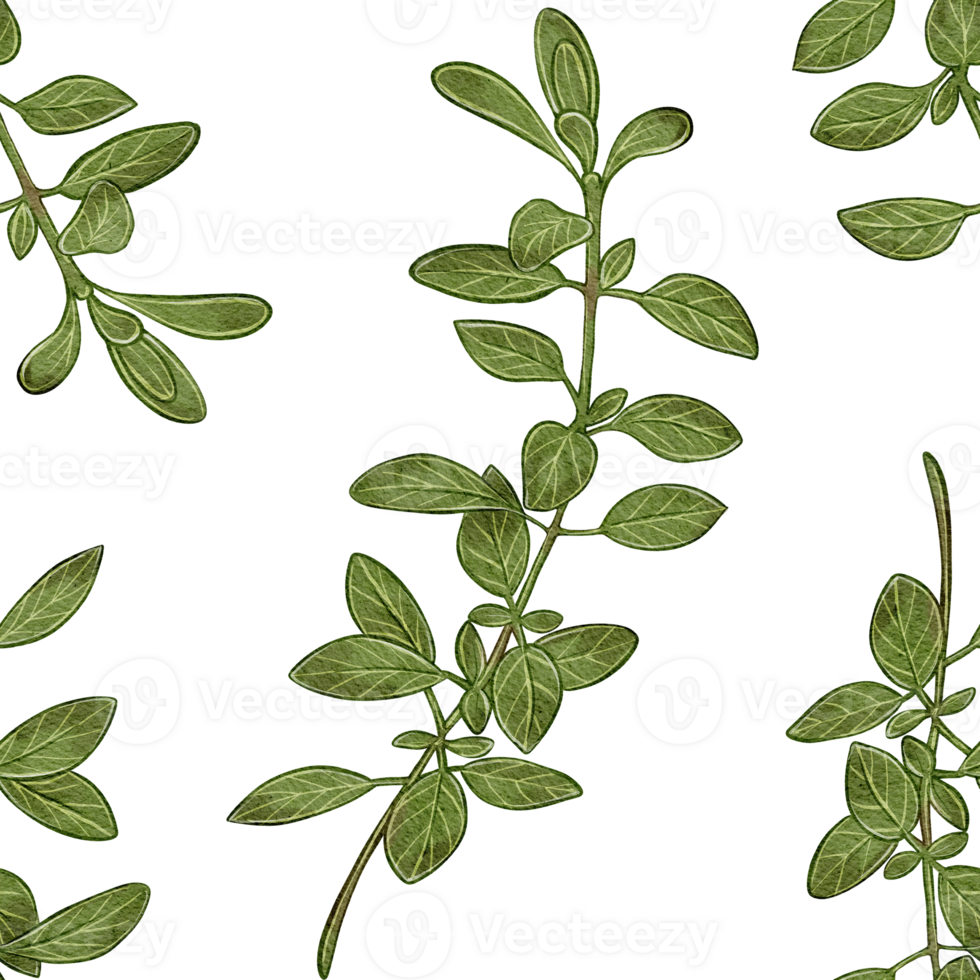 Watercolor seamless pattern with oregano leaves. Natural botanical style. Suitable for packaging, textiles, wallpapers, menus, and culinary design. png