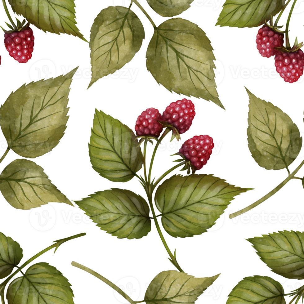 Raspberry branches with red berries and green leaves seamless pattern, watercolor illustration on white background. Ideal for tea packaging, fabric design, wrapping paper, cards, and kitchen decor. png