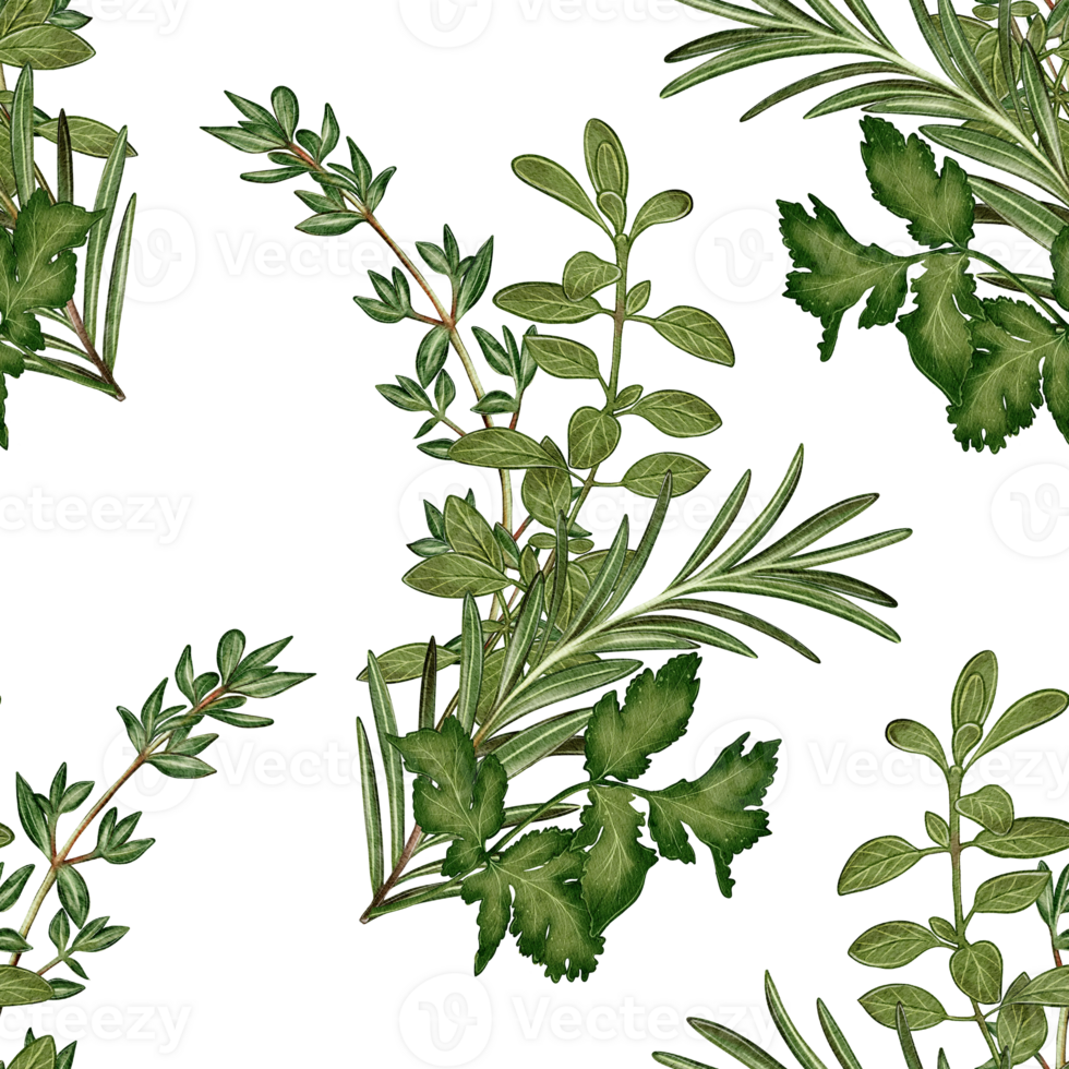 Watercolor seamless pattern with cilantro, rosemary, thyme and other herbs on a white background. Ideal for packaging, cuisine, textiles, menus, restaurant and gastronomic design. png
