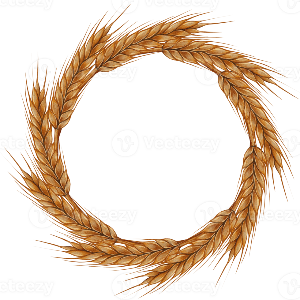 Watercolor wreath of golden wheat ears. Empty center for text. Suitable for packaging, labels, farm product design, and autumn compositions. png