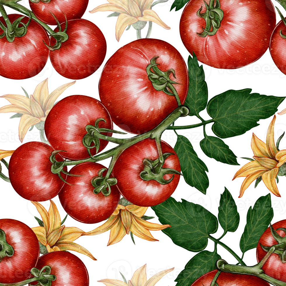 Watercolor seamless pattern with sprigs of ripe tomatoes and flowers on a white background. Suitable for packaging, textiles, menu design, wallpaper and kitchen decor. png