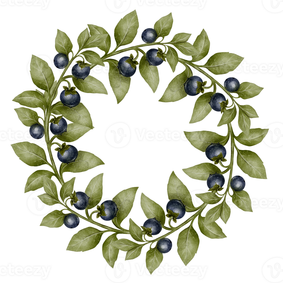 Wreath of green leafy branches with dark berries, resembling belladonna or blueberry. Watercolor drawing on white background. Ideal for invitations, herbal designs, labels, and seasonal decor. png