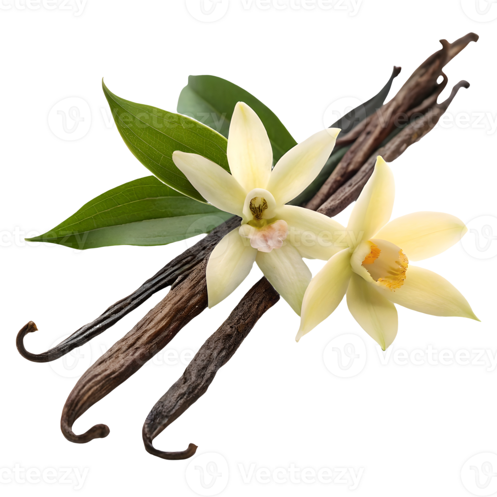 Vanilla Bean Aroma Exotic Vanilla Flowers and Pods Arrangement on White, Culinary Spice Delight, Sweet Aroma Essence Transparent Background png