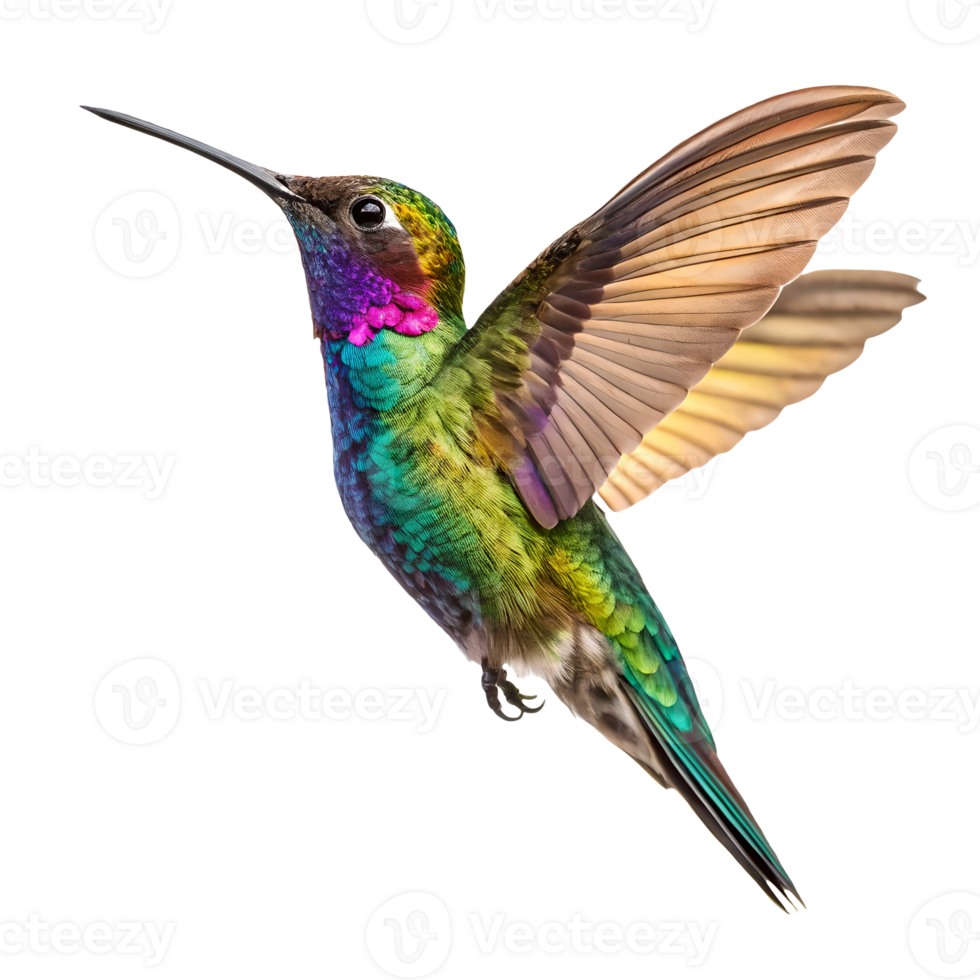Vibrant Hummingbird in Flight, Colorful Plumage Against, Detailed Bird Photography, Nature Close Up Transparent Background png