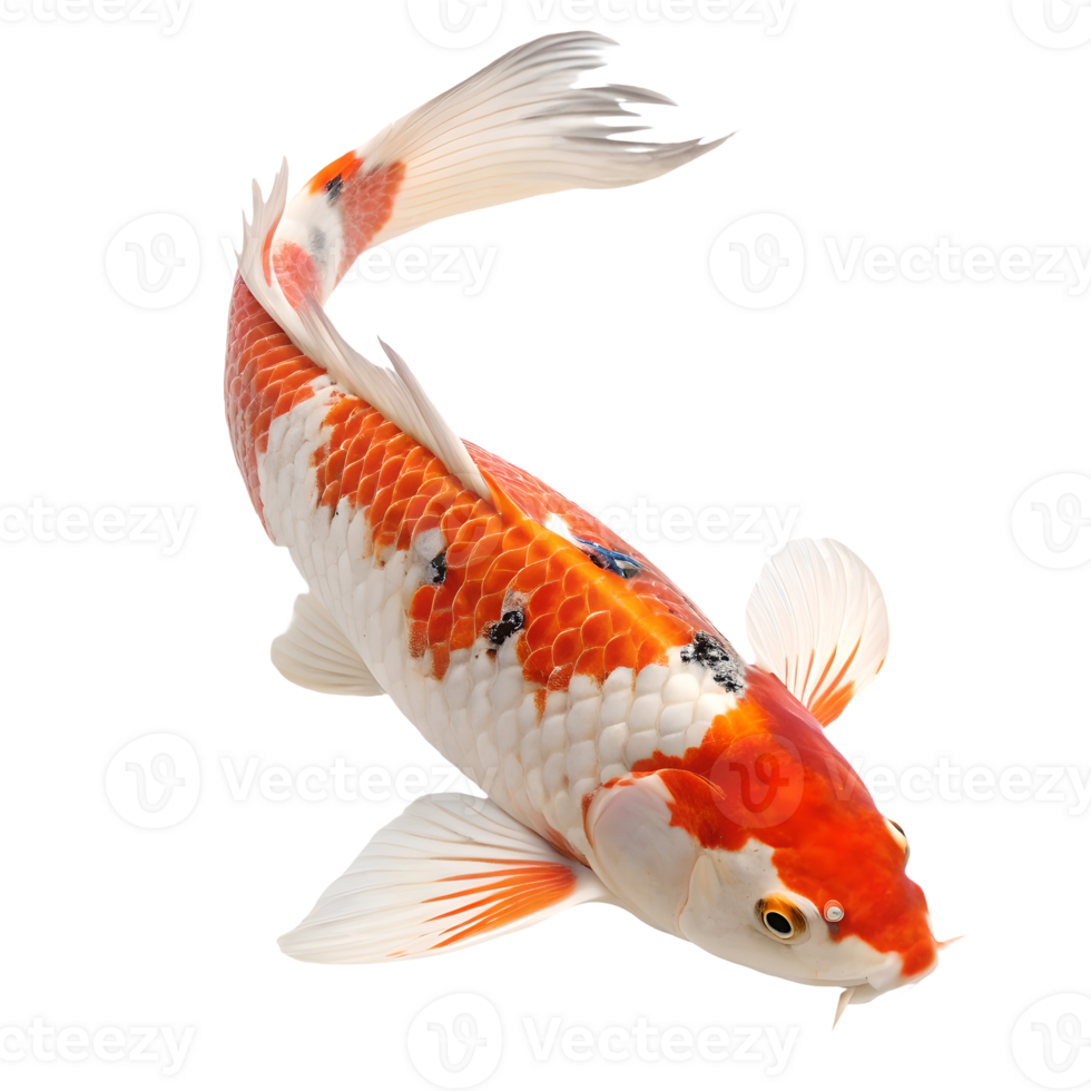 Graceful Koi Fish Swimming Upward, Orange and White Pattern, Elegant Aquatic Life, Japanese Symbolism, Isolated on White Transparent Background png