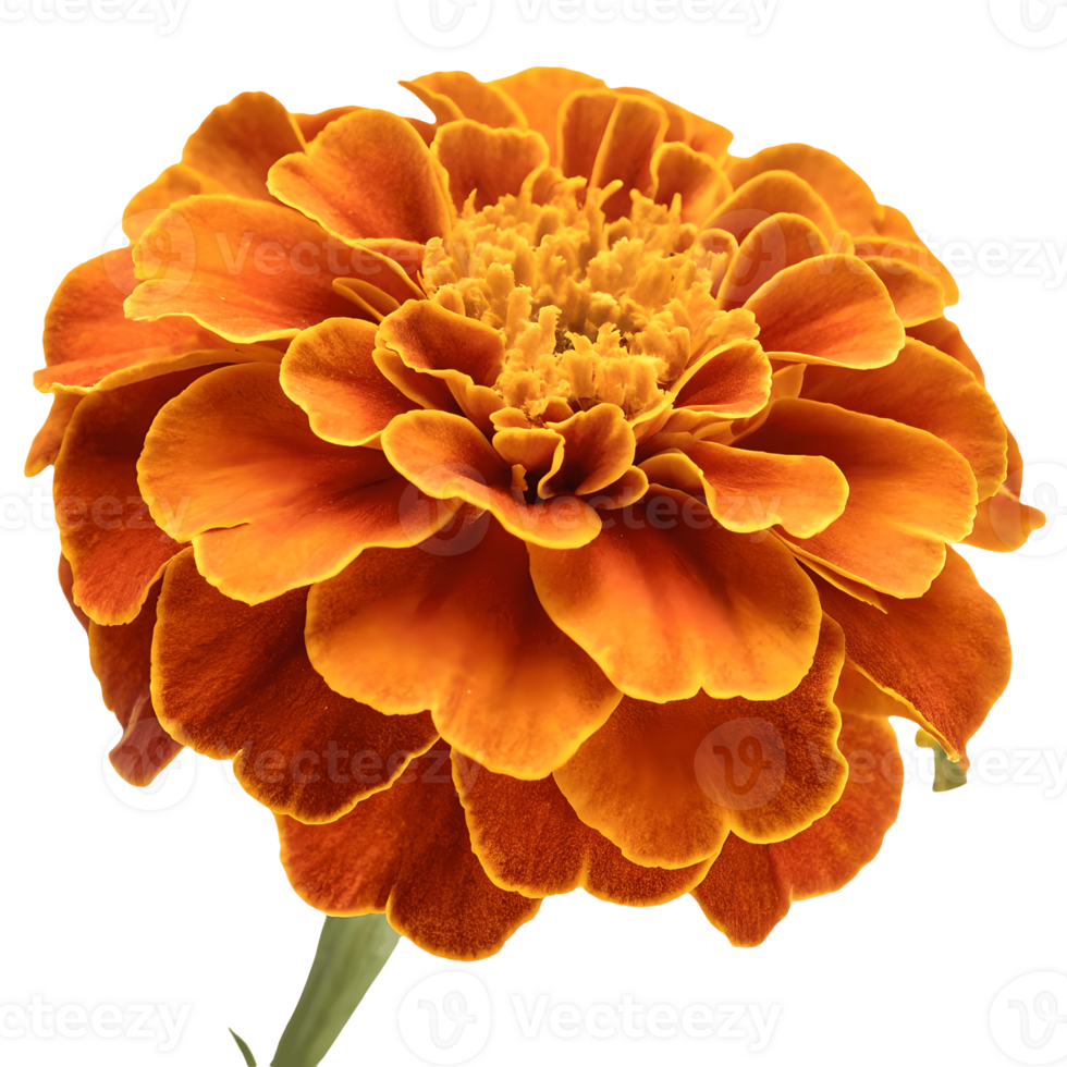 Vibrant Orange Marigold Flower Blossom Isolated on, Detailed Floral Photography, Warm Light, Close-Up Botanical Beauty Transparent Background png