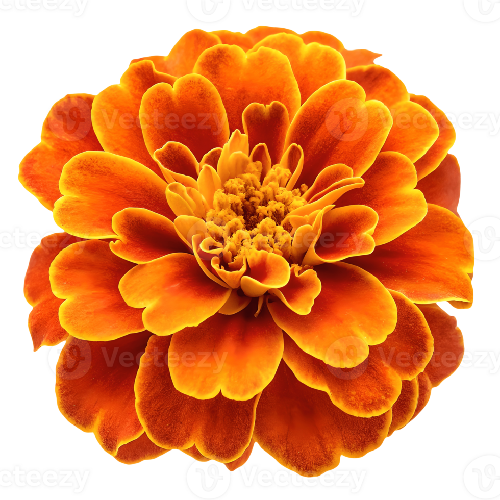 Vibrant Orange Marigold Blossom Isolated on White, Floral Beauty, Close up Flower Portrait, Summer Bloom, Garden Fresh, Bright and Cheerful, Detailed Petals, Natural Light Transparent Background png