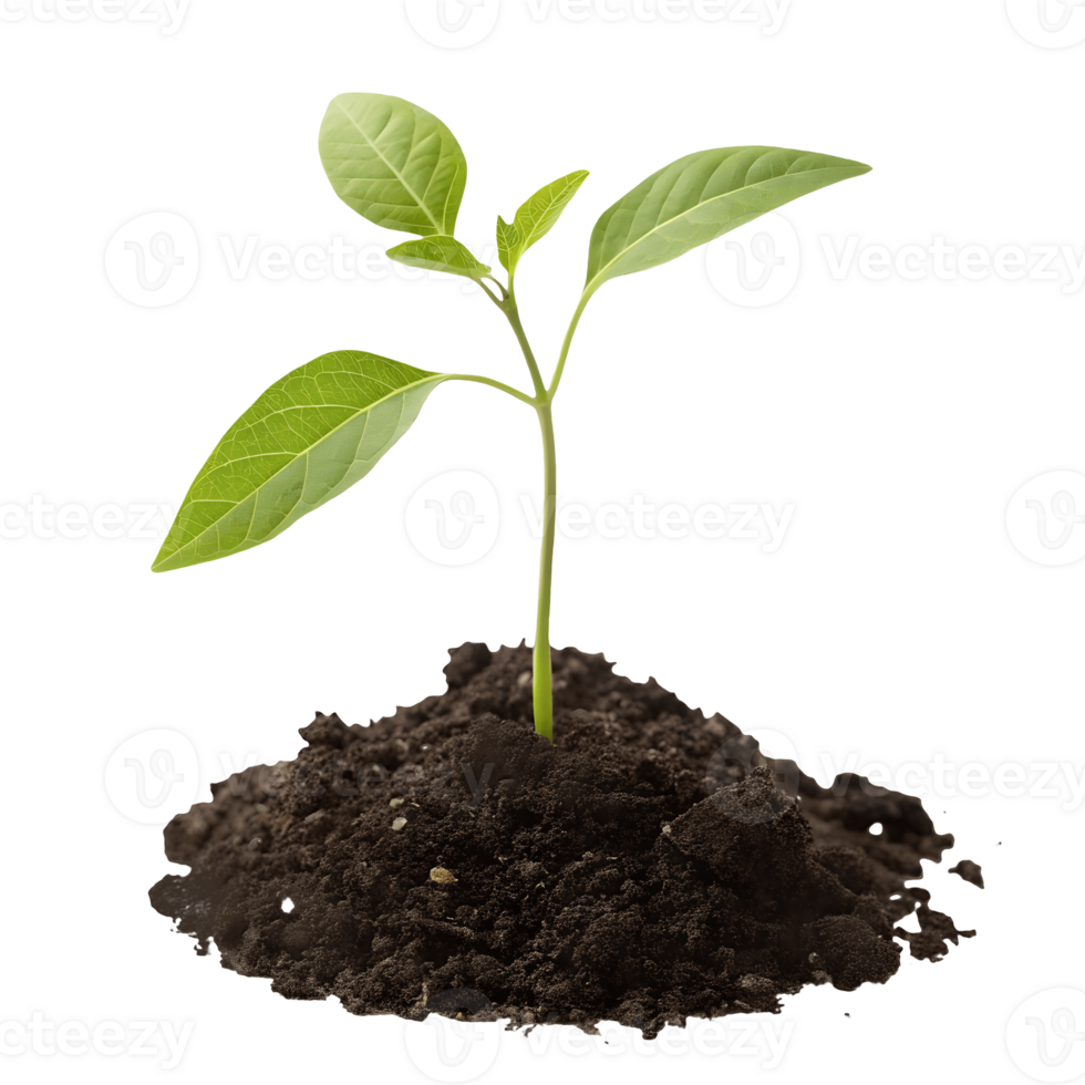 Sprout of Hope Seedling Emerges from Rich Soil, New Life, Growth Concept, Agriculture, Gardening, Transparent Background png