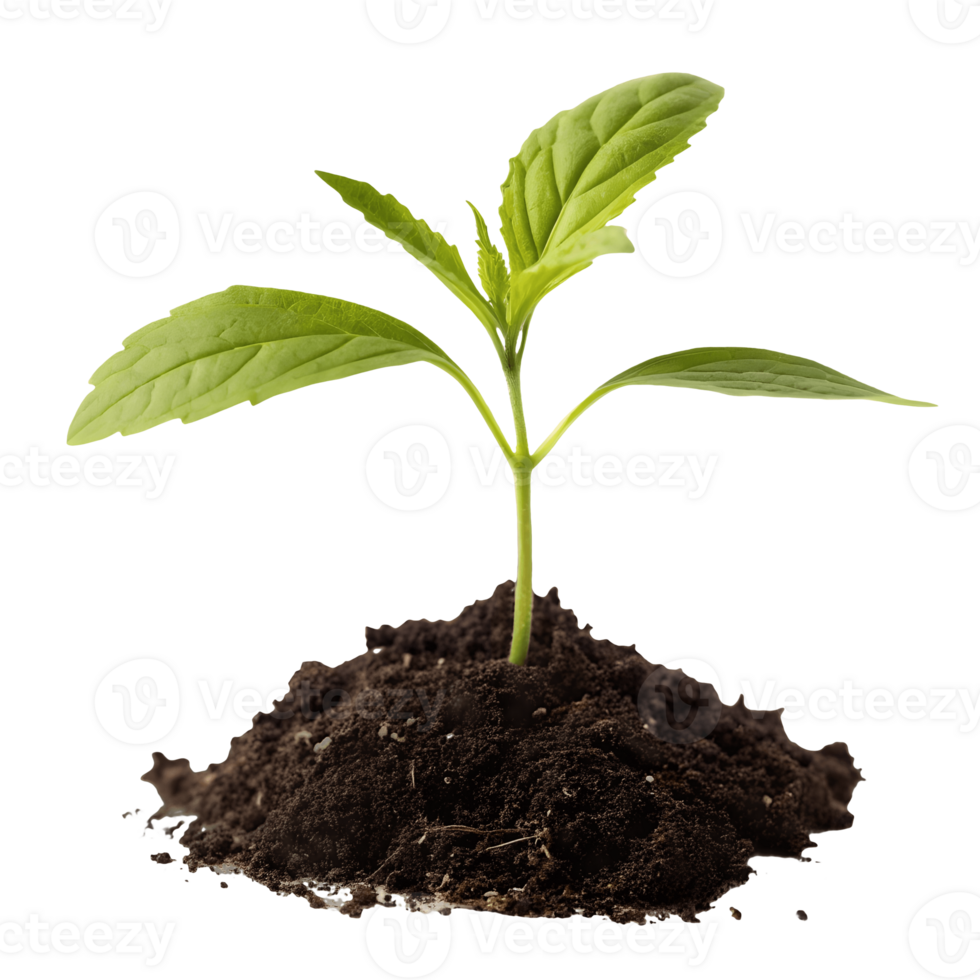 Sprouting Life Green Seedling Growing in Fertile Soil, Symbolizing Growth, Nature, and New Beginnings Transparent Background png