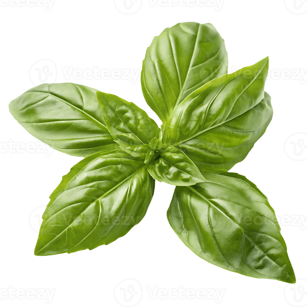 Fresh Basil Leaves Isolated on White, Culinary Herb, Aromatic Ingredient, Food Photography, Healthy Eating, Green Herbs, Studio Shot Transparent Background png