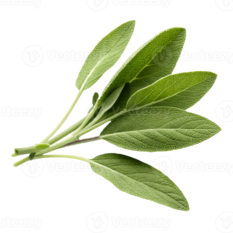 Fresh Sage Herb Bunch Isolated on, Culinary Ingredient, Aromatic Flavor, Cooking Essential, Garden Fresh, Healthy Greenery Transparent Background png