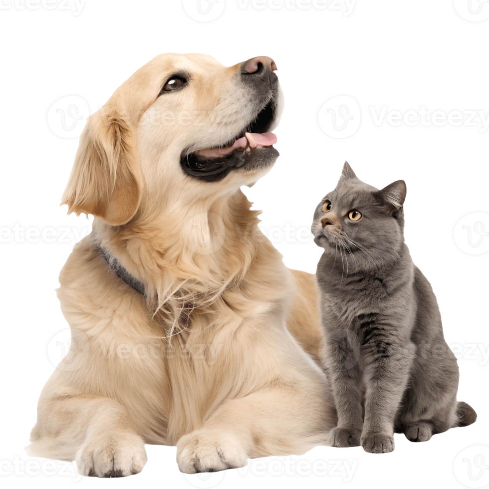 Golden Retriever and Gray Cat Together Looking Up, Animal Companions, Canine and Feline Friends, Pet Love, Loyalty, Togetherness Transparent Background png