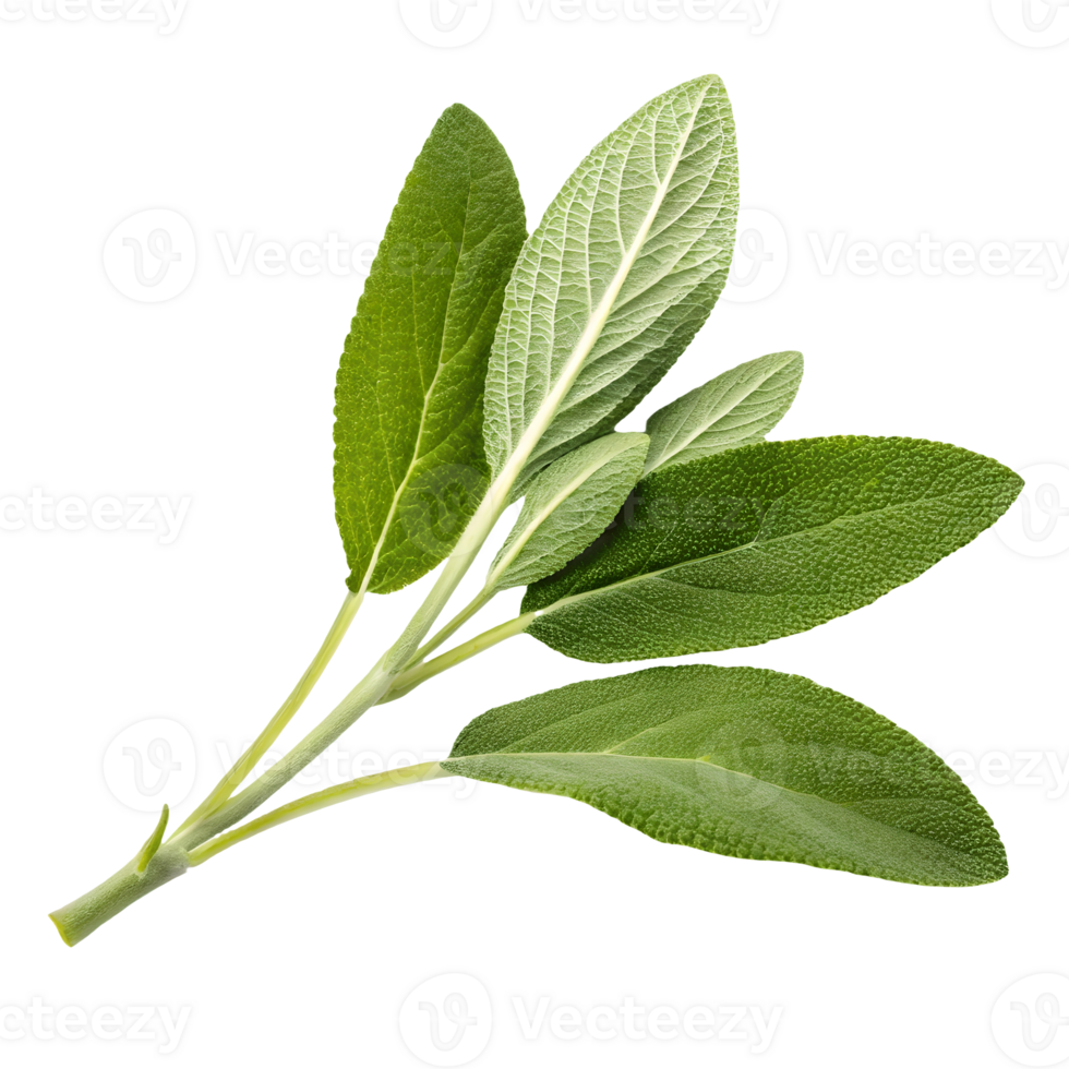 Fresh Sage Herb Sprig Aromatic Culinary Ingredient, Green Leaves, Isolated on, Vibrant Flavor, Natural Ingredient Transparent Background png