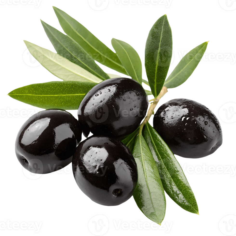 Glossy Black Olives on Branch with Green Leaves, Close Up Studio Shot, Fresh Mediterranean Fruit Transparent Background png