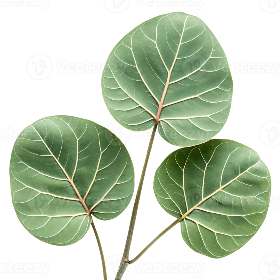 Three Vibrant Green Sea Grape Leaves Isolated on White, Tropical Foliage Close Up, Decorative Botanical Still Life Transparent Background png