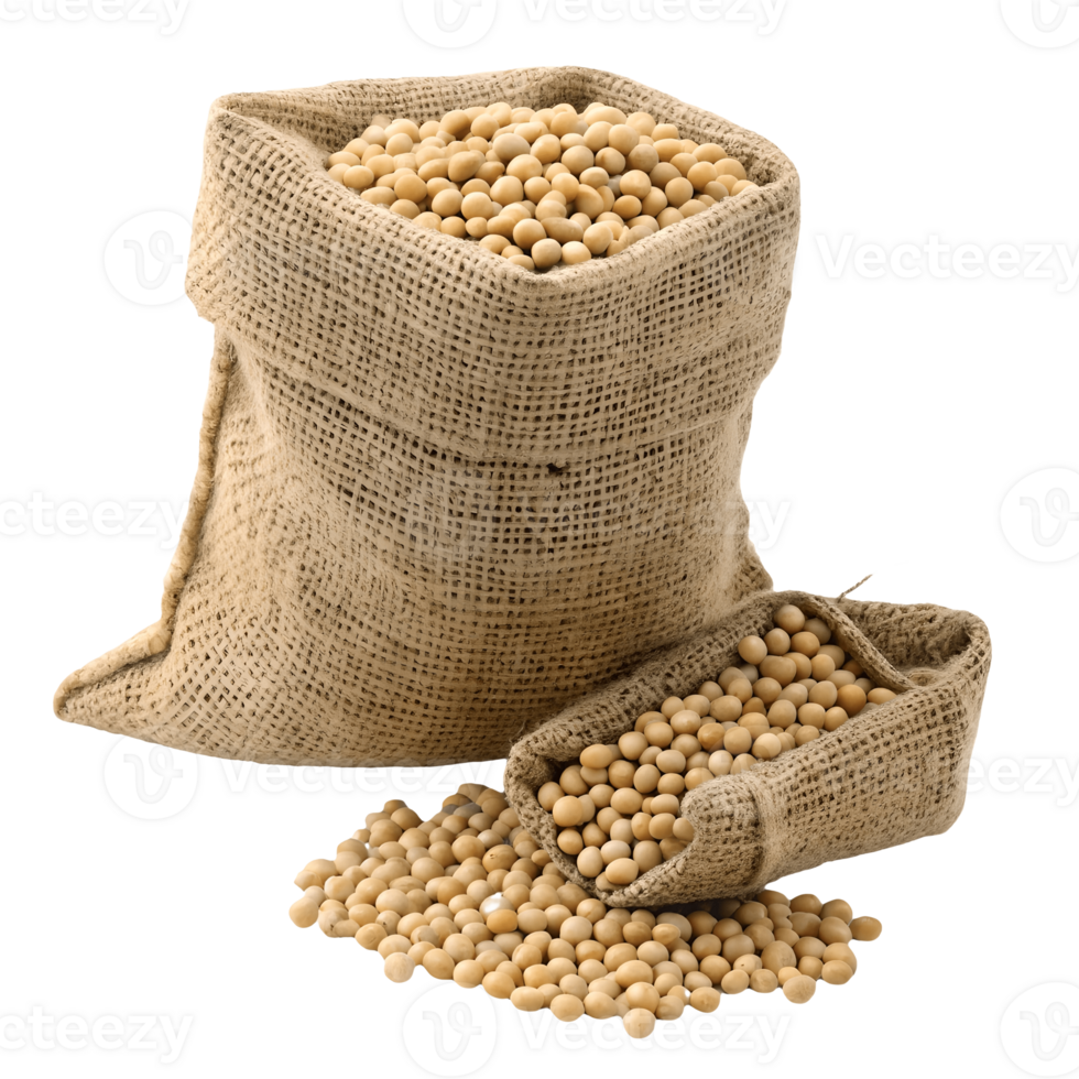 Burlap Sacks Overflowing with Harvested Soybeans on Rustic Agriculture Still Life Transparent Background png