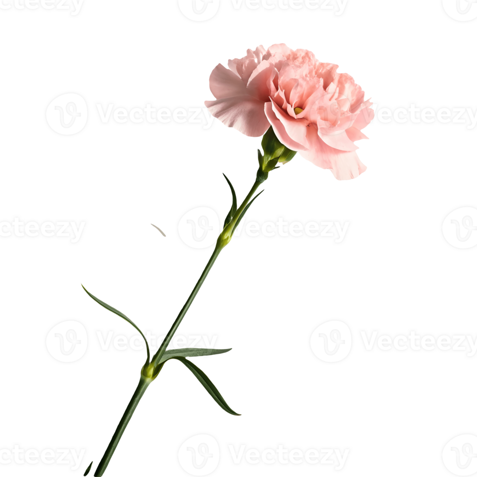 Elegant Pink Carnation Blossom Floral Beauty in Delicate Detail, Captivating Botanical Still Life Transparent Background png