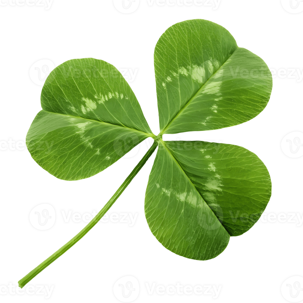 Lucky Green Shamrock Isolated Four Leaf Clover for St Patricks Day Celebration Transparent Background png