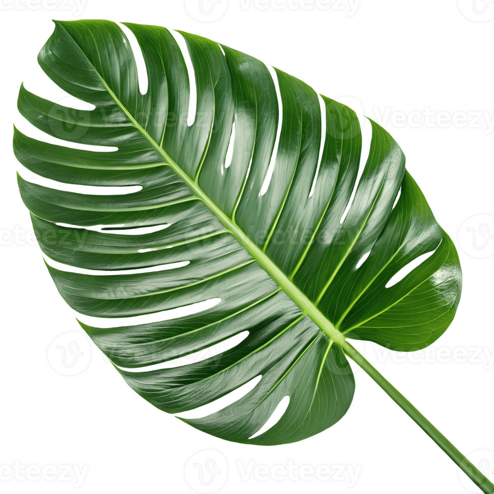 Isolated Monstera Leaf on White Backdrop, Tropical Greenery, Botanical Beauty, Natures Decor, Swiss Cheese Plant, Vibrant Foliage, Fresh and Exotic Transparent Background png