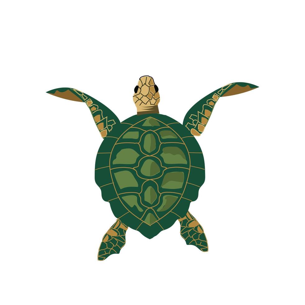 Top View Green Sea Turtle Tortuga Marina Marine Life Illustration Detailed Shell Pattern and Ocean Wildlife Seen From Above vector