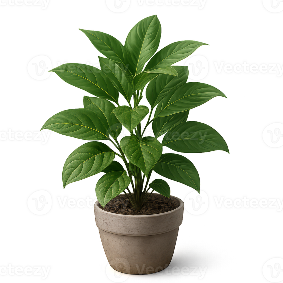 Vibrant Green Plant in Simple Pot for Contemporary Decor png