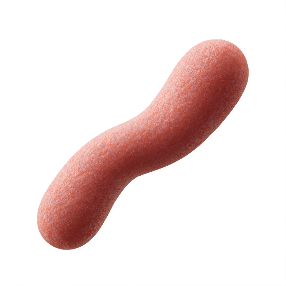 3D Visualization of Lactobacillus Bacteria in Simple Design png