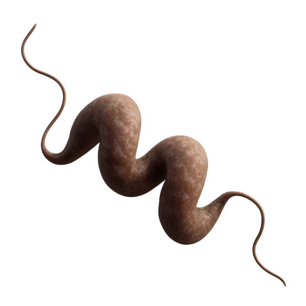 3D Model of Campylobacter Bacterium in Simple Artistic Style png