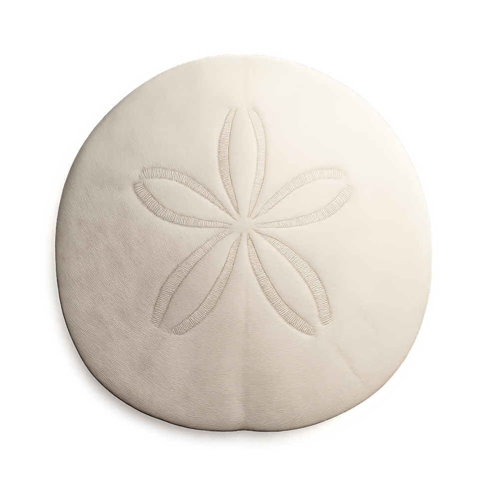 3D Render of a Sand Dollar with Intricate Patterns and Textures png