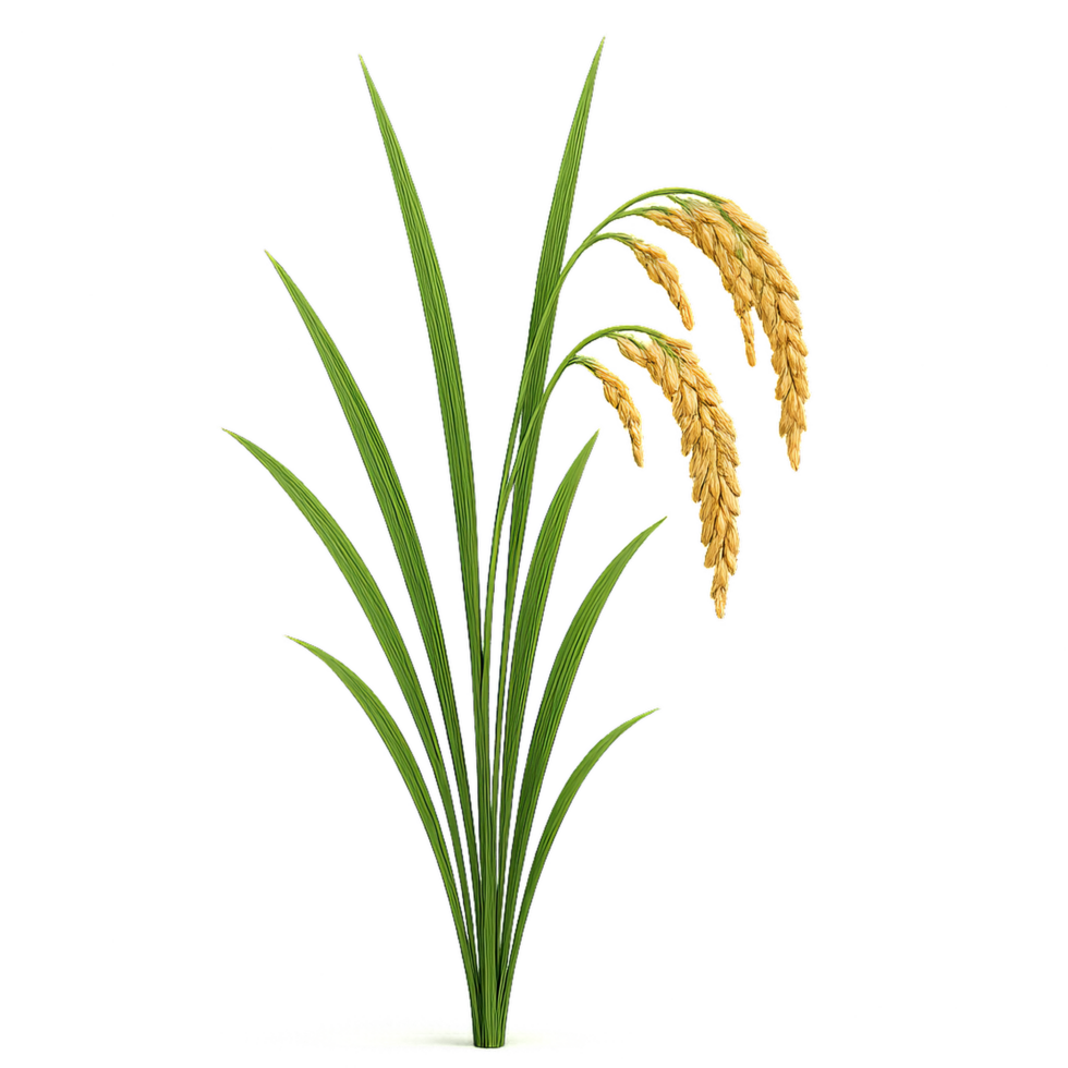 Three-Dimensional Rice Plant Illustration for Visual Design Use png