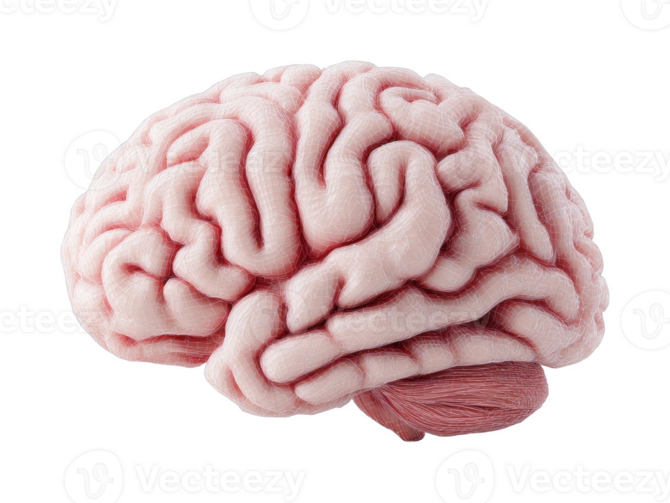 Detailed anatomical model of the human brain showing intricate surface patterns png