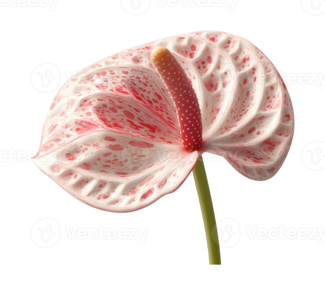 Close-up of pink anthurium flower with textured petals and long stamen png