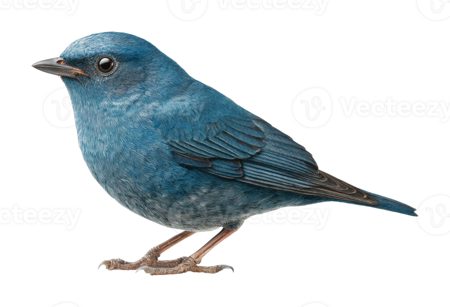 Blue songbird perched with detailed feather patterns png