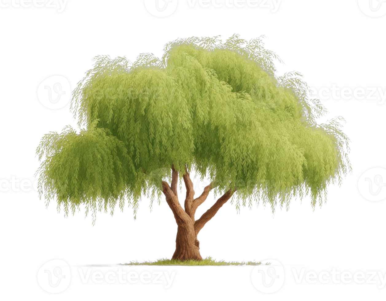 Lush weeping willow tree with cascading foliage png