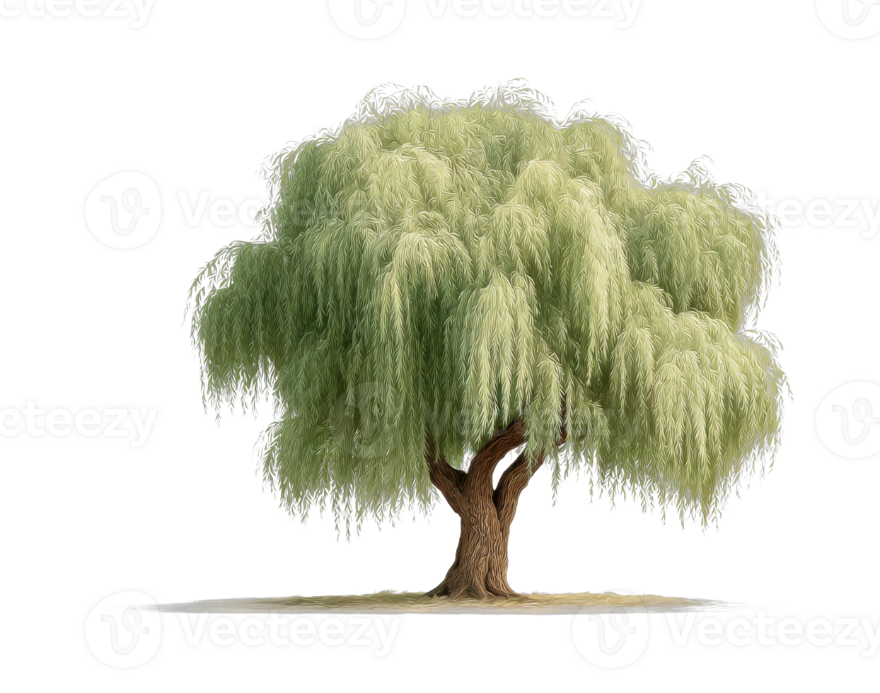 Lush willow tree with graceful branches and detailed foliage png