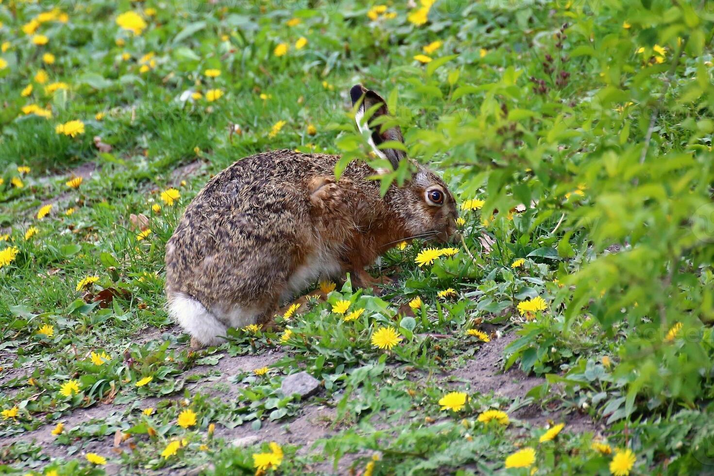 Brown hare Lepus europaeus grazing among spring dandelions and greenery in a quiet urban meadow photo