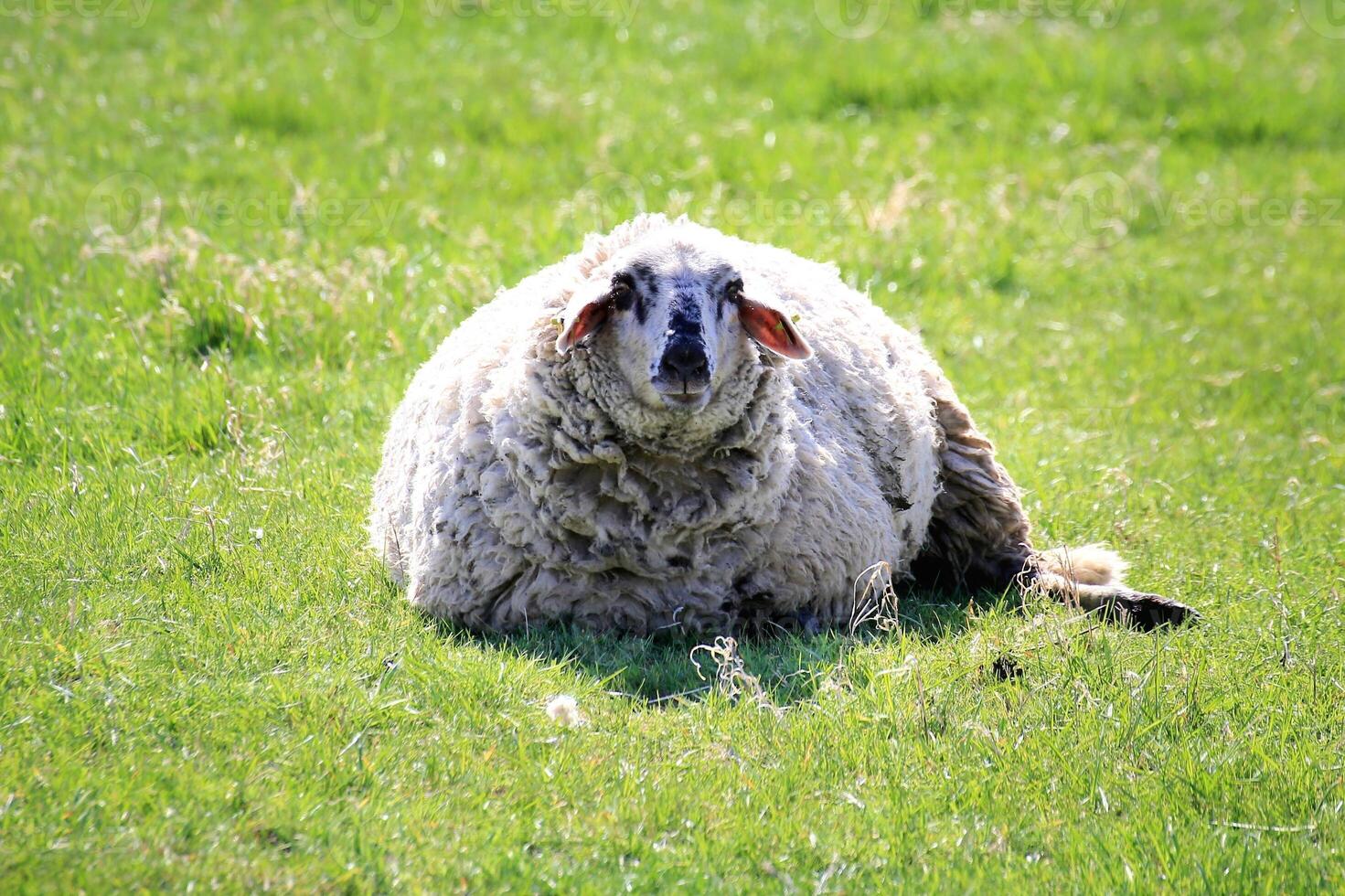 Single large sheep lies still on grass, calmly facing the camera in bright spring light photo