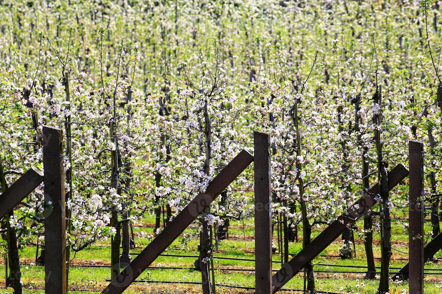 Blossom orchard fence with symmetrical rows of spring trees in full bloom behind wooden stakes photo