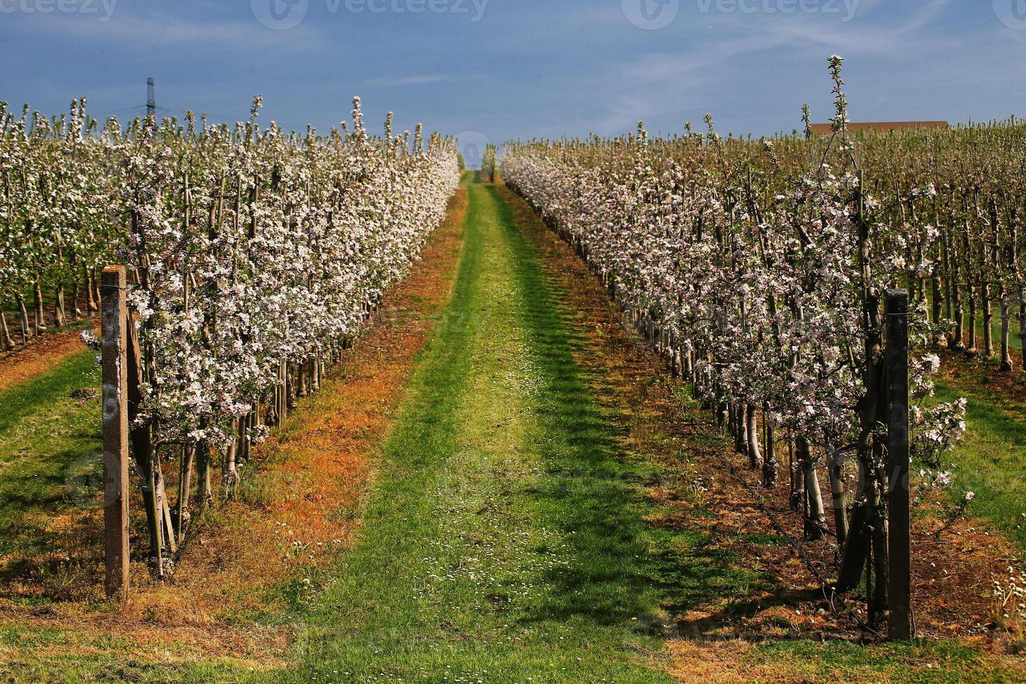Straight orchard pathway between blooming rows of apple trees under a clear spring sky photo