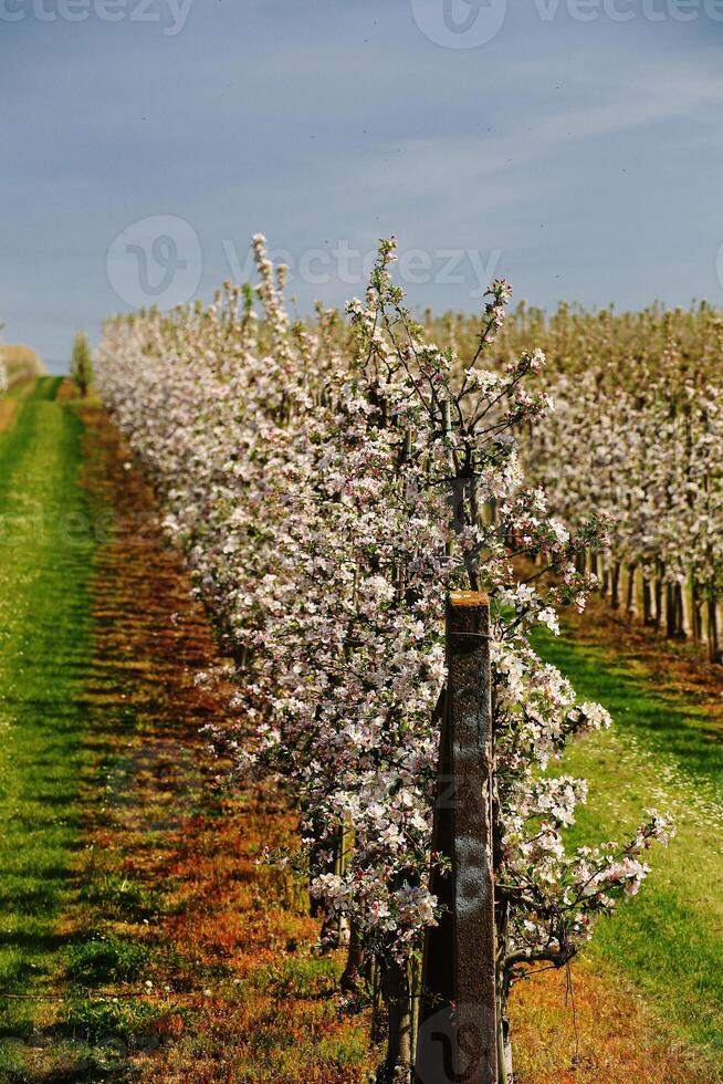 Flowering orchard rows in spring with neatly aligned apple trees and bright green grassy lanes photo