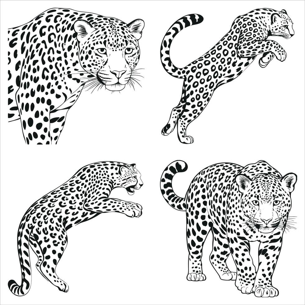 Leopard Collection Black and White Illustration Featuring Four Unique Poses and Depictions of a Powerful Feline vector