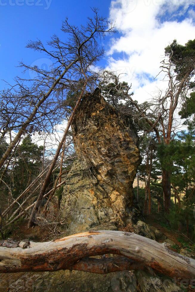 Weathered rock pillar standing among pines and framed by a fallen tree under a partly cloudy sky photo