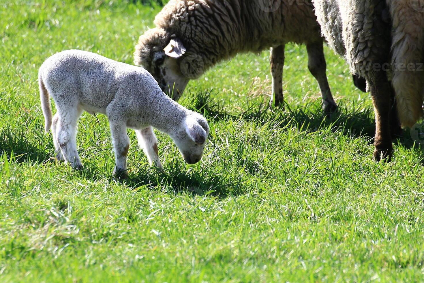 Single lamb grazes near ewe in open pasture on a sunny spring day with short green grass photo